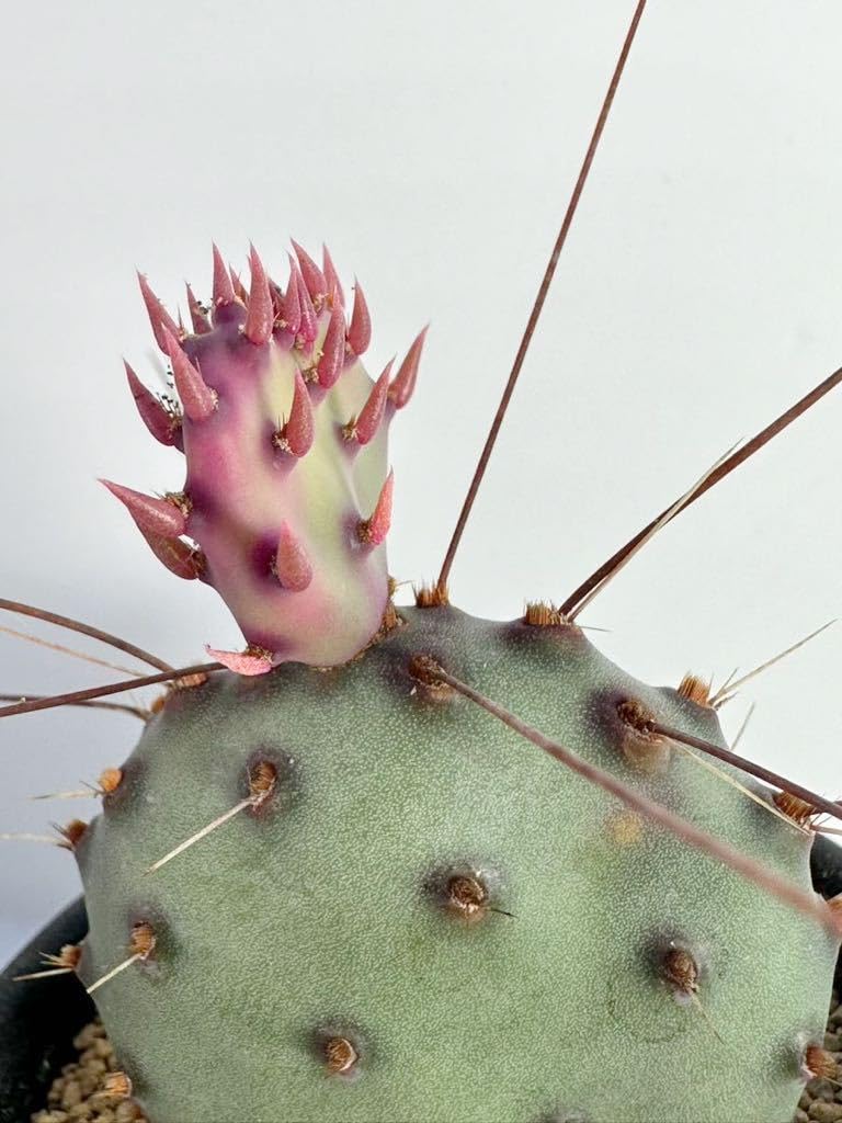 オプンチアサンタリタ、スーパーコンパクトフォルム Amazon.co.jp: Opuntia santa-rita compact form オプンチア