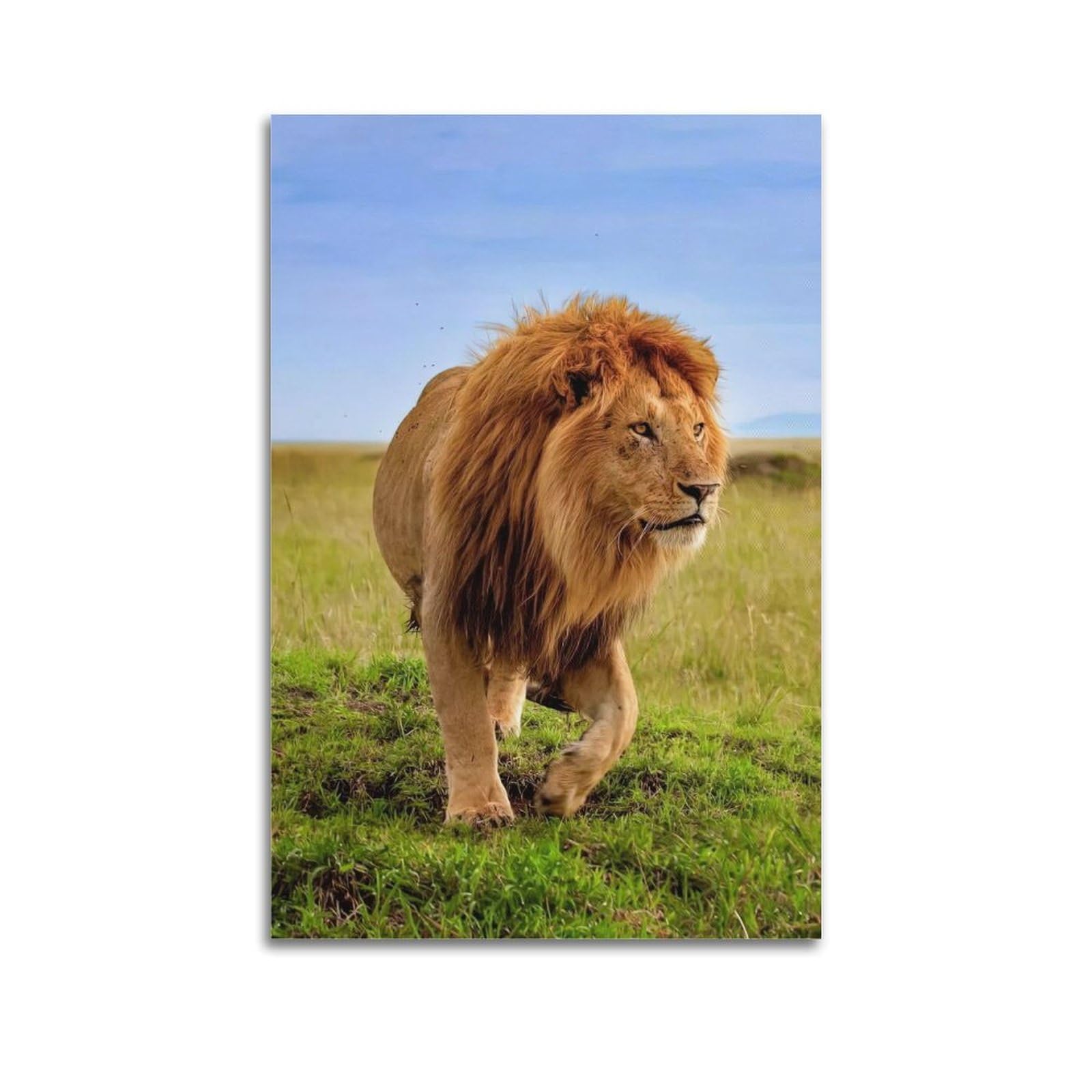 ZSZWHJ Wildlife Poster The North African Lion in The Grasslands Poster Decorative Painting Canvas Wall Posters And Art Picture Print Modern Family Bedroom Decor Posters 24x36inch(60x90cm)