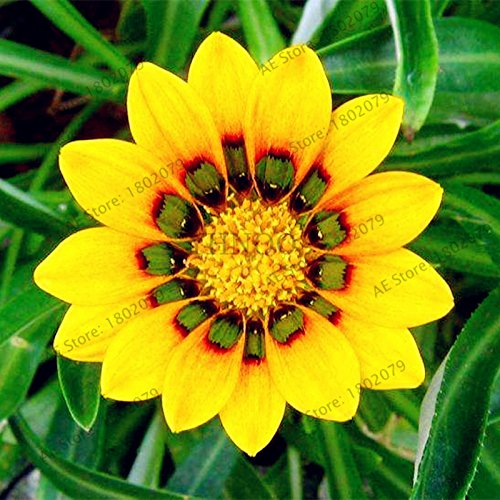 Graines de Gazania rigens de couleurs mélangées Graines de fleurs pour la maison et le jardin Plante bonsaï pour plantes d'intérieur et d'extérieur Paquet de 500 graines