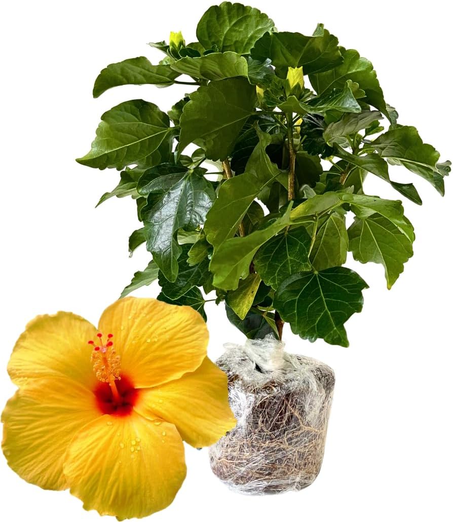 Yellow Hibiscus Plant Live, Hibiscus Flower
