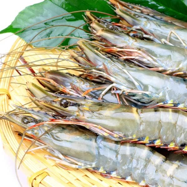 Amazon 築地魚群 ブラックタイガーエビ有頭 特大サイズ 15尾 築地魚群 鮮魚 通販