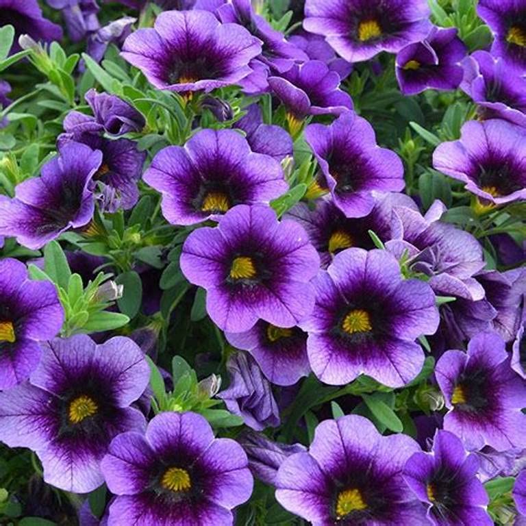Urban Turtle Petunia Hybrid F1 Seeds Best Packet Garden [Home Garden Seeds Eco Pack] (Purple) (B09TGZ82PG) Amazon Price History, Amazon Price Tracker