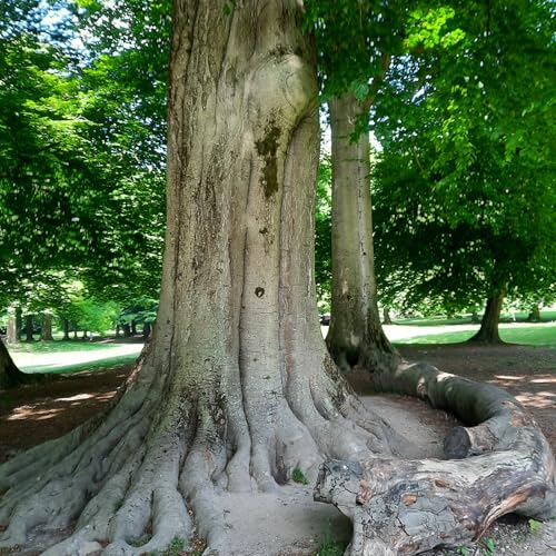 Episode 94 - Dipa Parbhoo - Méditation et Pleine conscience - Bois de la Cambre - Bruxelles cover art