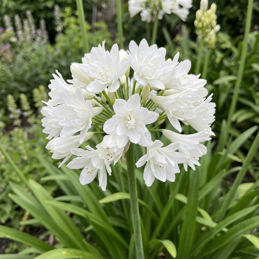 Bedwen Agapanthus 'Double Diamond' 5cm Plant x2 – Compact White African Lily with Double Summer Blooms for Pots, Borders & Elegant Displays