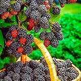 Brombeeren 'Triple Crown' 1 Pflanze im topf, Rubus fruticosa, Beerenobst, Brombeerpflanze, Brombeerstrauch, Säulenobst, winterhart, Gärten, Balkone, Terrassen, Obstpflanzen, Gartenpflanzen, blühend