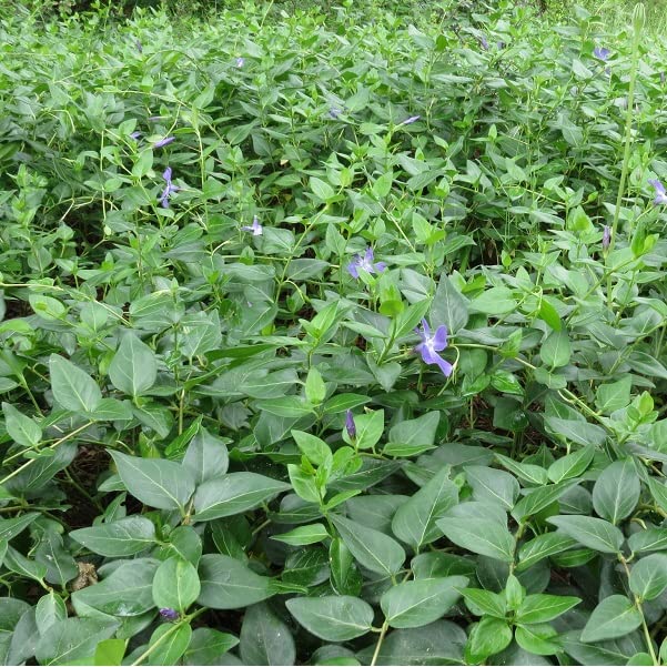 6x Grande pervenche – Vinca major – Godet 9x9 cm | Vivace persistante, fleurs bleues, idéale sous-bois