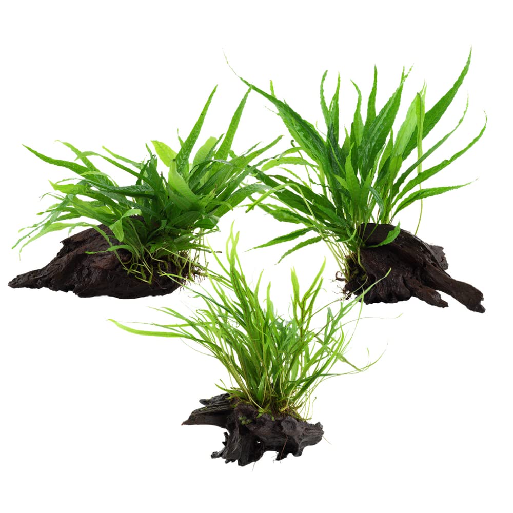 AquaOne Plantas de acuario I 3 x plantas acuáticas I Planta de acuario en la raíz I Microsorum pteropus Jafarn Narrow Trident I Set Mix con 3 plantas de base medianas