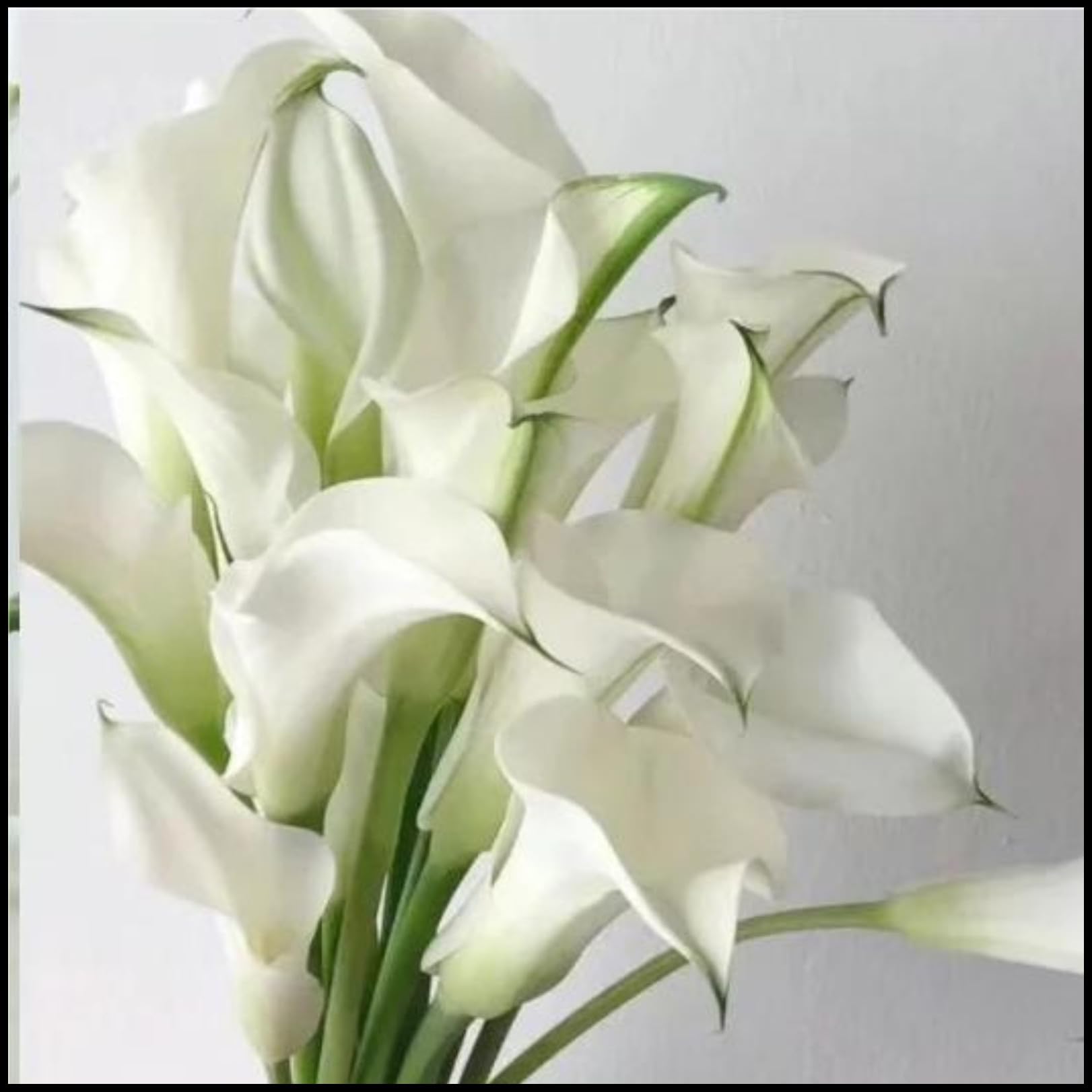 Calla Lily Bulbs for Planting Now UK Ornamental Perennial Excellent Display Plant Bulbs Greening Flower Good for Containers/Natural Organic Easy Plant Perennial-8bulbs-M