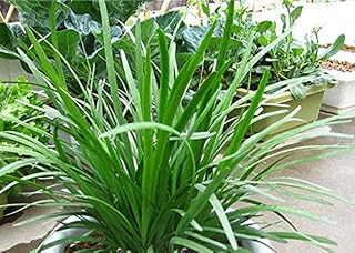 Seeds 10pcs Mini Blue Sago Cycas Revolded Seeds Bonsai Seeds in Pot Seed of Flower Articles Domestic Garden of Home: Only Seeds