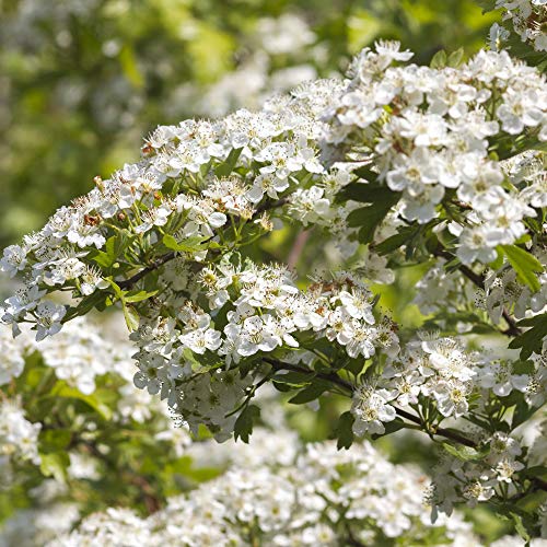 Hawthorn Plants Hedging Hardy Garden Plants, Low Maintenance, Qui...