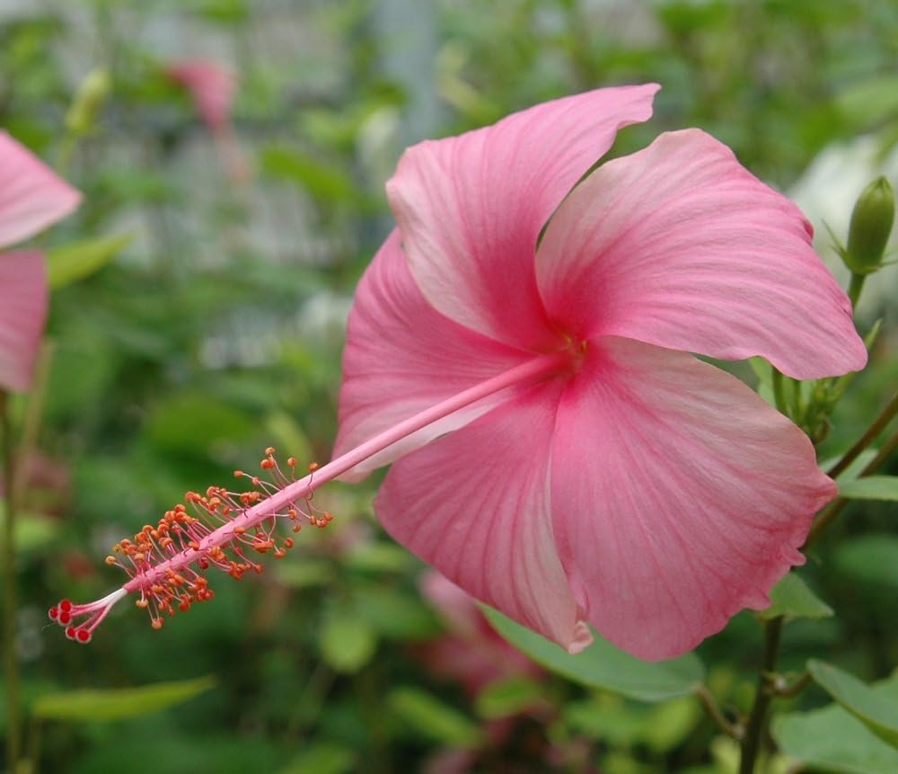 Amazon ハイビスカス 苗木 ピンクバタフライ Hibiscus Pink Butterfly 3号ポット 花