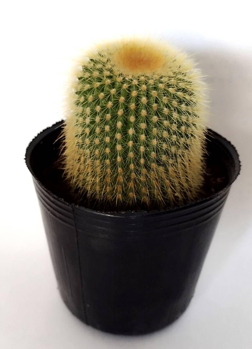 Amazon.co.jp: ミニ サボテン 金昇丸 キンコウマル 鉢付き全高