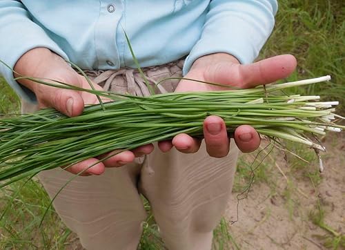 Semillas Cebollino Cebolla (Scapes de ajo) Vegetal para plantar sin OMG