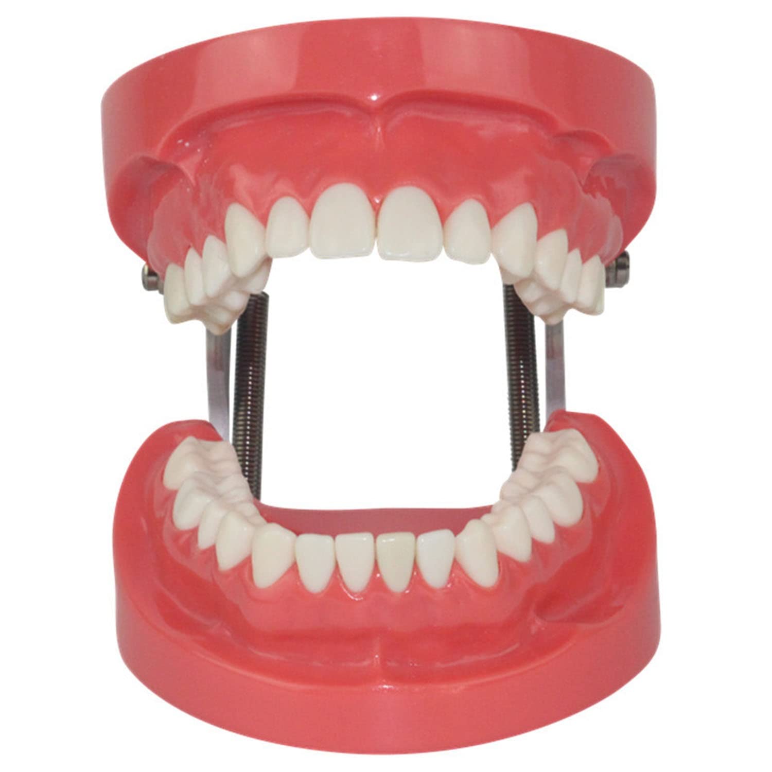 GUNEL Modello di Denti Standard, Modello di Denti tipodonti per Adulti, Denti di dimostrazione per l'insegnamento della Cura Dentale per Bambini modalità Anatomica per l'insegnamento dello Studio