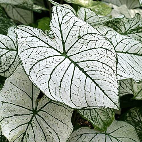 Floriculture Greens Flowers Bulbs Caladium Beautiful leafy Plant Hybrid bulbs For Indoor Outdoor Home Gardening (White Green, Pack Of 4 Bulbs) (B082RCNKRB) Amazon Price History, Amazon Price Tracker