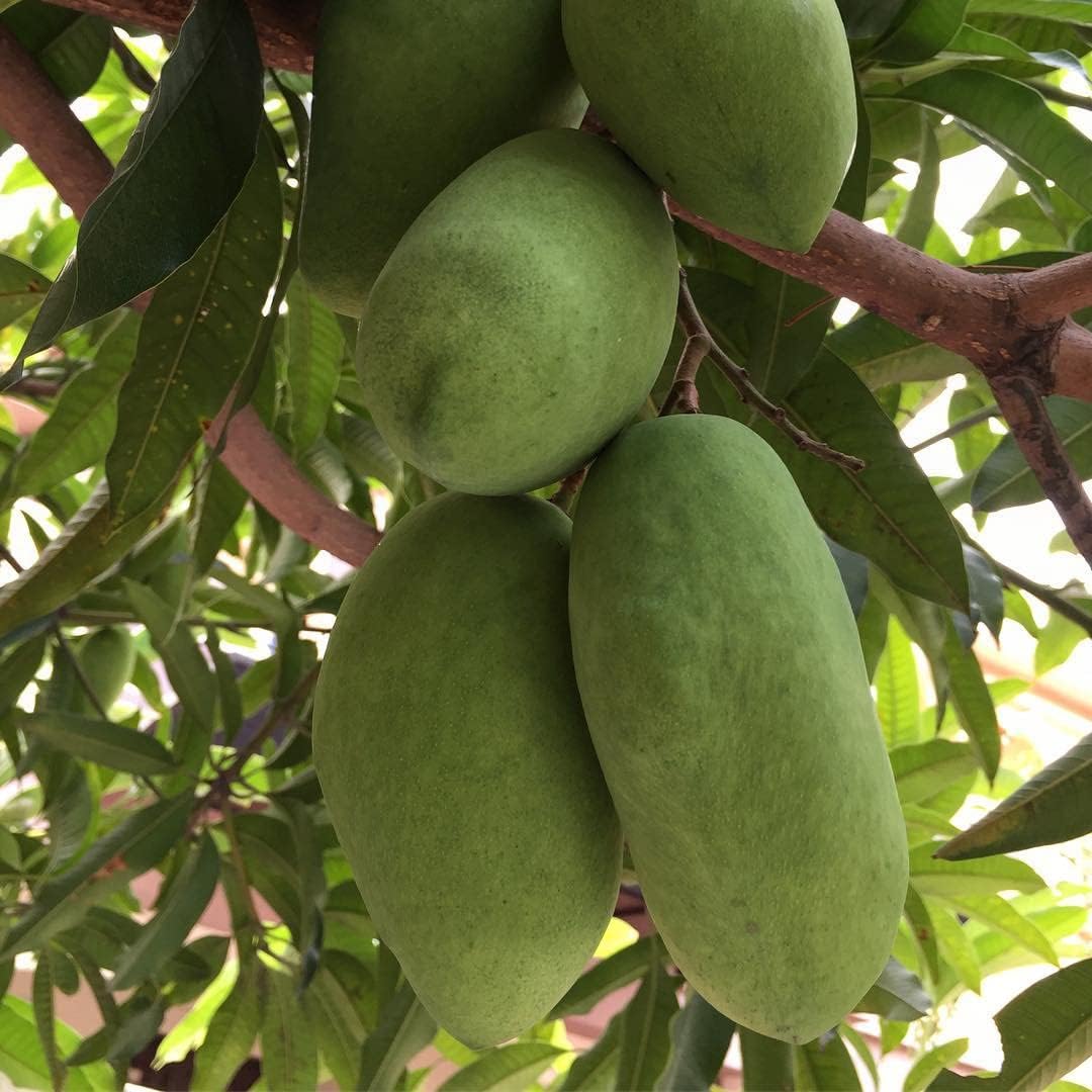 Native Earth Nursery Rare "Thai Chok Anan" All Time Mango Grafted 2-3 feet Height Healthy Live Plant (Hybrid All Season Frout, Pack of 1)