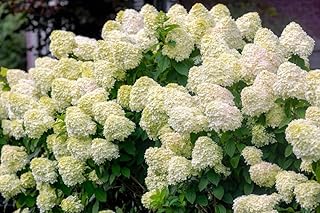 50PCS Hydrangea Paniculata Panicle White Pink Flower Shrub Seeds Heirloom