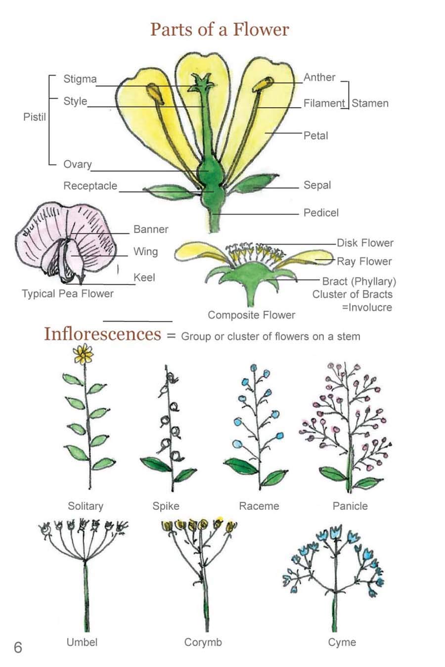 Rocky Mountain Wildflowers Field Guide