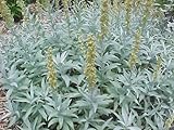 200 Prairie SAGE (Wormwood/Fringed Sagebrush/Sagewort) Artemisia Ludovician Flower Seeds