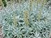 200 PRAIRIE SAGE (Wormwood / Fringed Sagebrush / Sagewort) Artemisia Ludovician Flower Seeds