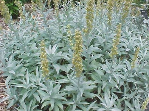 200 Prairie SAGE (Wormwood/Fringed Sagebrush/Sagewort) Artemisia Ludovician Flower Seeds