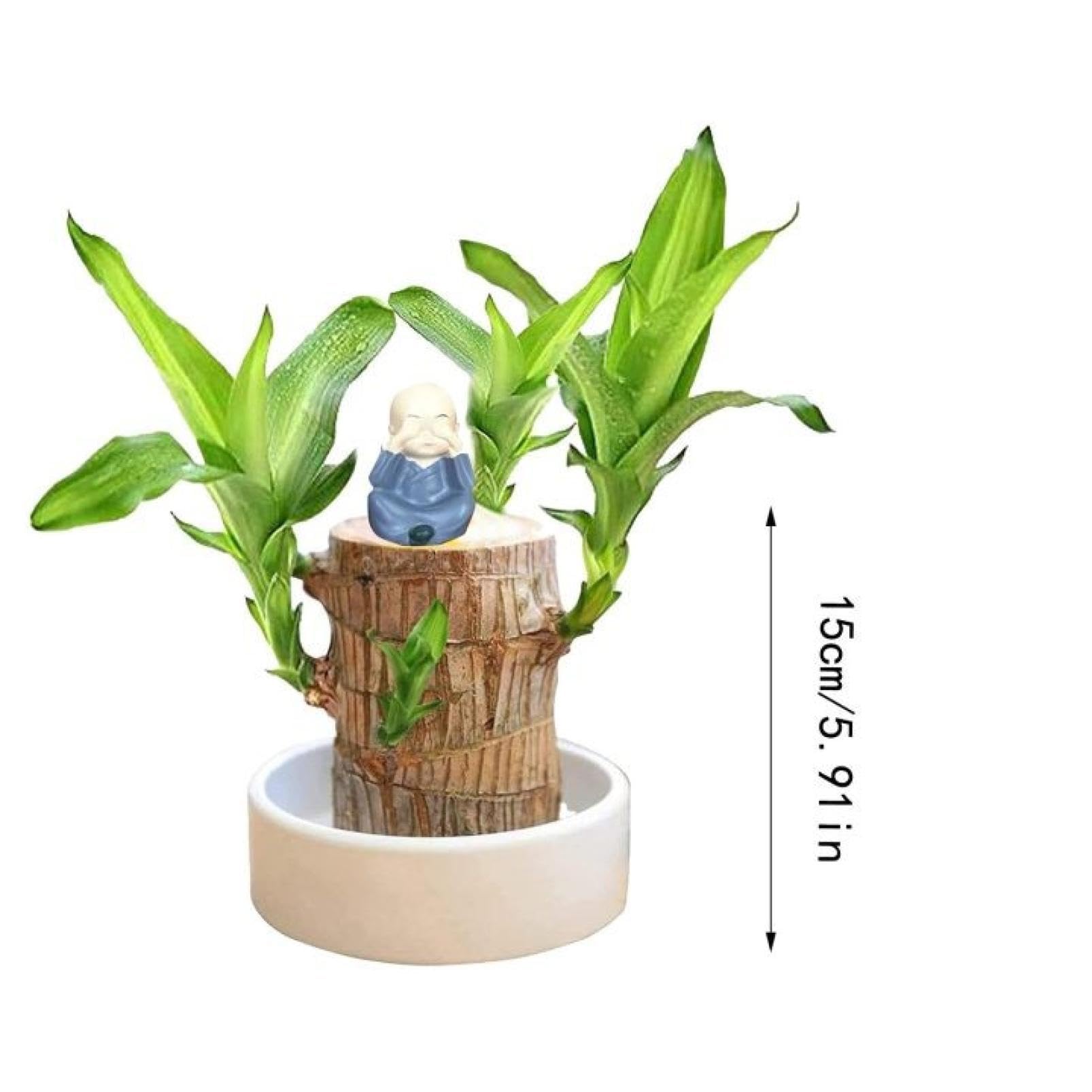 Amazon.com: Mini Brazilian Wood Plant, Brazil Lucky Wood, Fortune