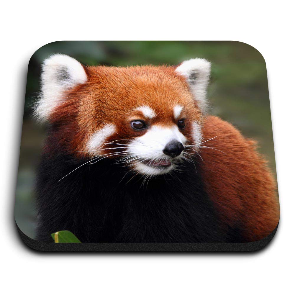 Destination Vinyl Ltd Multicolor 1 X Square Mdf Fridge Magnet - Endangered Red Panda 14159