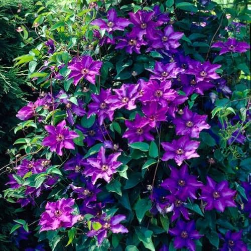 Plant Theory 60cm Cane Clematis The President Blue Flowering Vine Climbing Plant 3L Pot