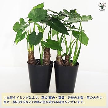 Amazon｜クワズイモ 観葉植物 小型 6号プラスチック鉢【品種で選べる