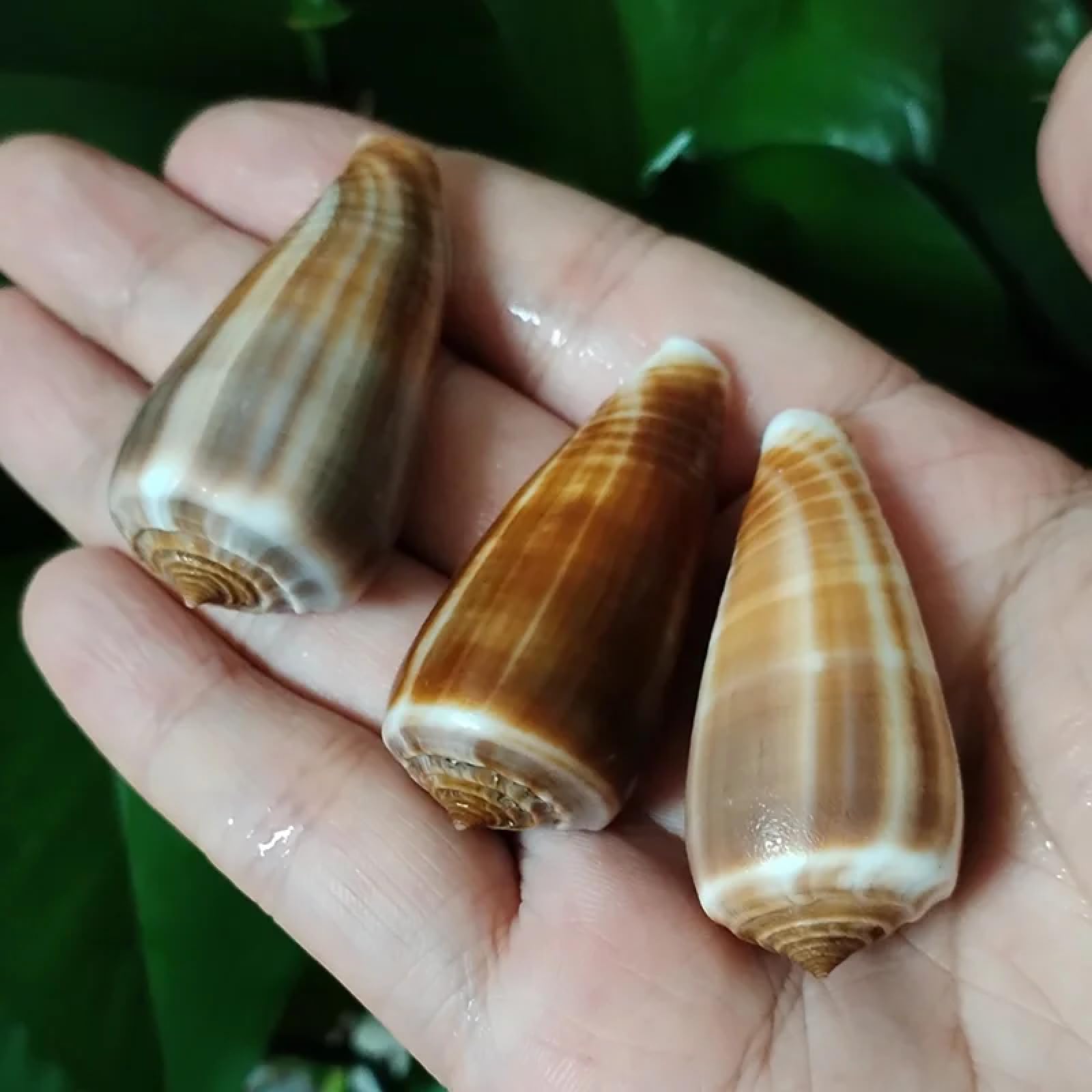 Conchiglie per decorazione, 3 pezzi, 4-6 cm, cono, conchiglie naturali per feste a tema spiaggia, artigianato, vasi, riempitivi per la casa o come decorazione per matrimoni