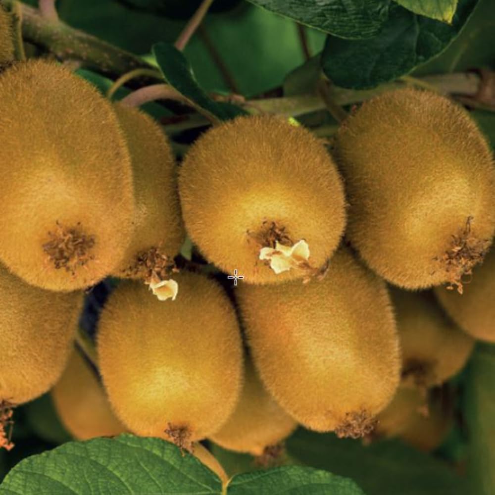Kiwi 'Golden Kiwi' Premium Actinidia chinensis Sweet Aromatic Yellow Fruit Vine Hardy Female Plant Pollination Required 1X 15cm Pots by Thompson and Morgan