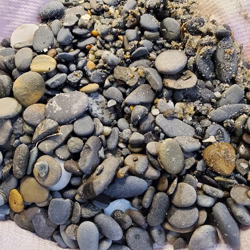 Generic Mini Desk Art Of A Cat Looking At A Bird Pebble And Seaglass Art Blue Bird Nature Artwork Measures 3.5 X 4 Inchs With Authentic Sea Glass. thumb #3