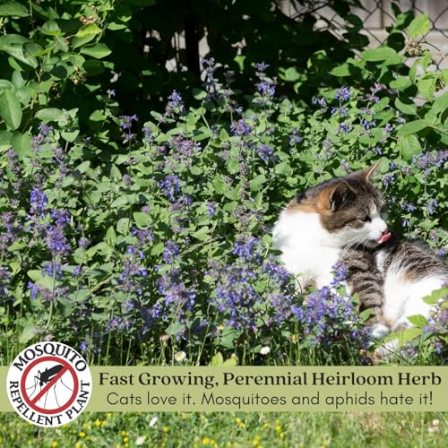 Clovers Garden Catnip Herb Plants – – Two (2) Live Plants – Non-GMO - Not Seeds - Each 4" to 8" Tall – in 4" Inch Pots - Heirloom, Pollinator Friendly Clovers Garden Catnip Herb Plants – – Two (2) Live Plants – Non-GMO - Not Seeds - Each 4" to 8" Tall – in 4" Inch Pots - Heirloom, Pollinator Friendly
