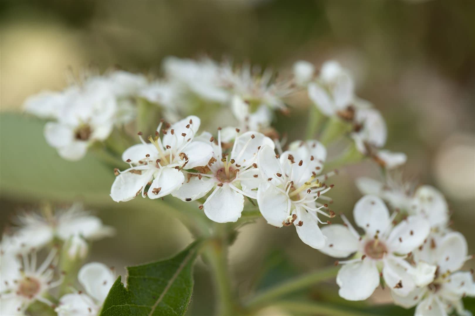 Lederblättriger Weißdorn Crataegus lavallei Carrierei 60-100 cm winterhart