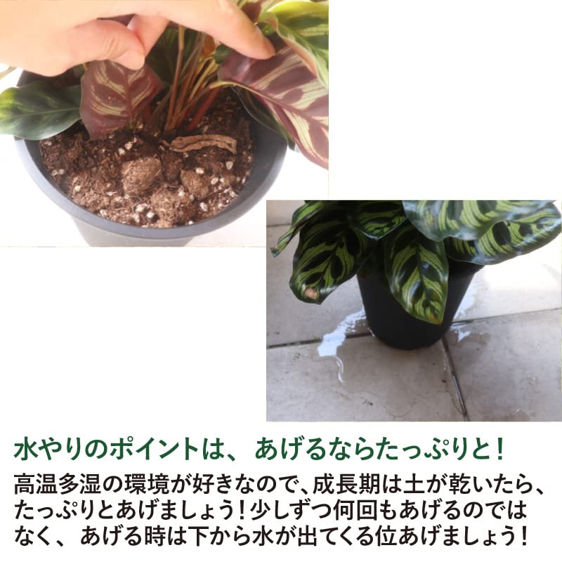 Amazon.co.jp: 農場直送！カラテア・マコヤナ 5号鉢 プラ鉢 観葉植物