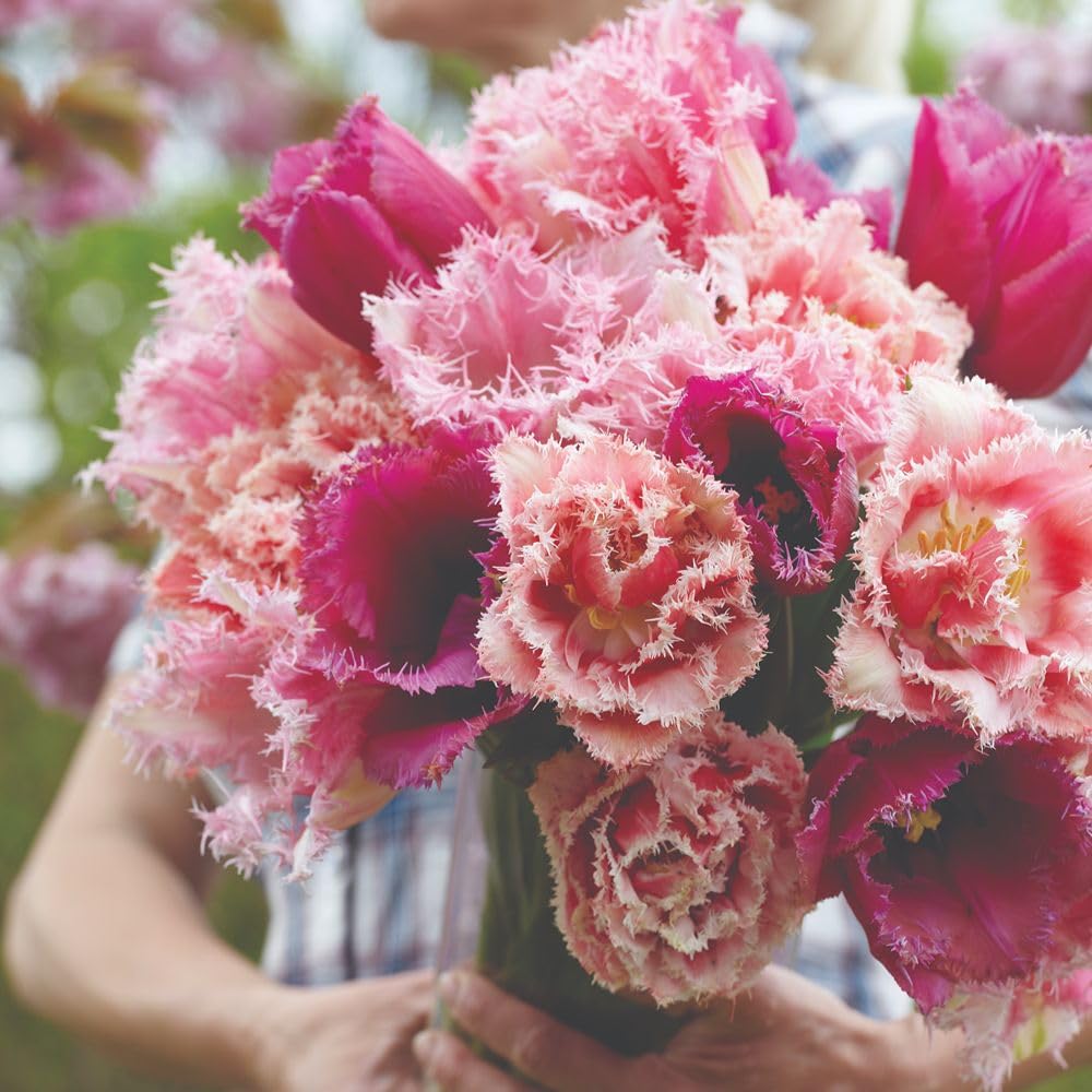 Tulip 'Florist's Treat Mixed' Voluptuous Doubles, Fringed Petals, Long-Lasting Cut Flowers, Ideal for Pots & Borders 8 Bulbs Hardy Spring Flowering by Thompson and Morgan