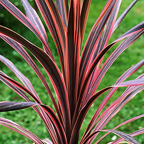 GardenersDream Cordyline Southern Splendour Plant in Pot - Evergreen Hardy Shrub Healthy Cabbage Palm Plant - Ornamental Grass Shrubs for Gardens Patio Borders (15-30 cm)
