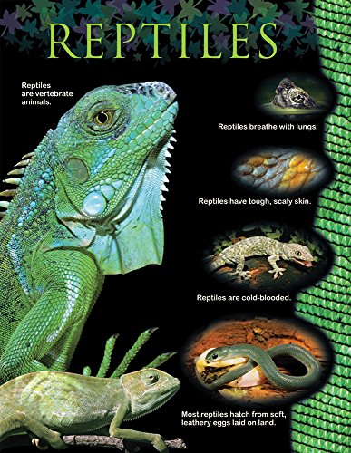 Creative Teaching Press Reptiles Animal Classification Chart (1167)