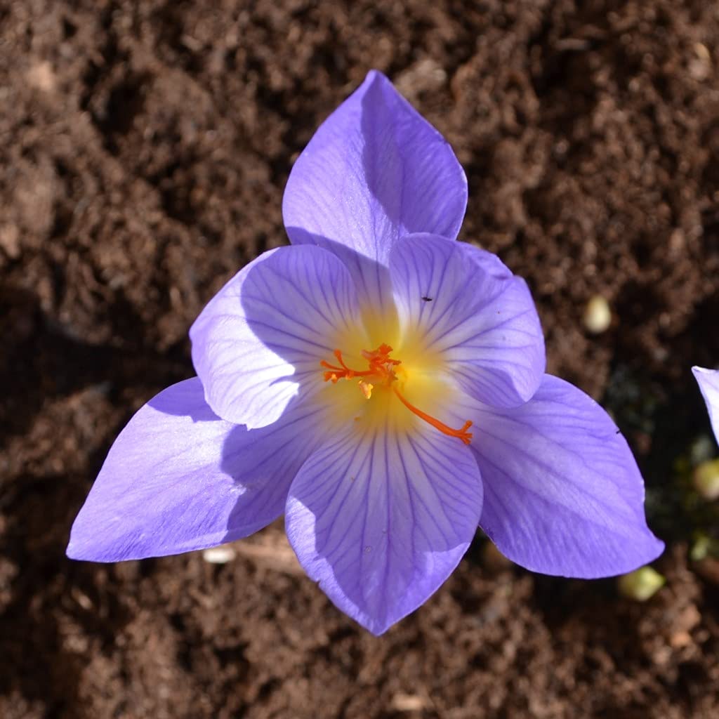Blumenzwiebeln Krokuszwiebeln Crocus pulchellus - Herbstblühender Krokus (100 Zwiebeln)