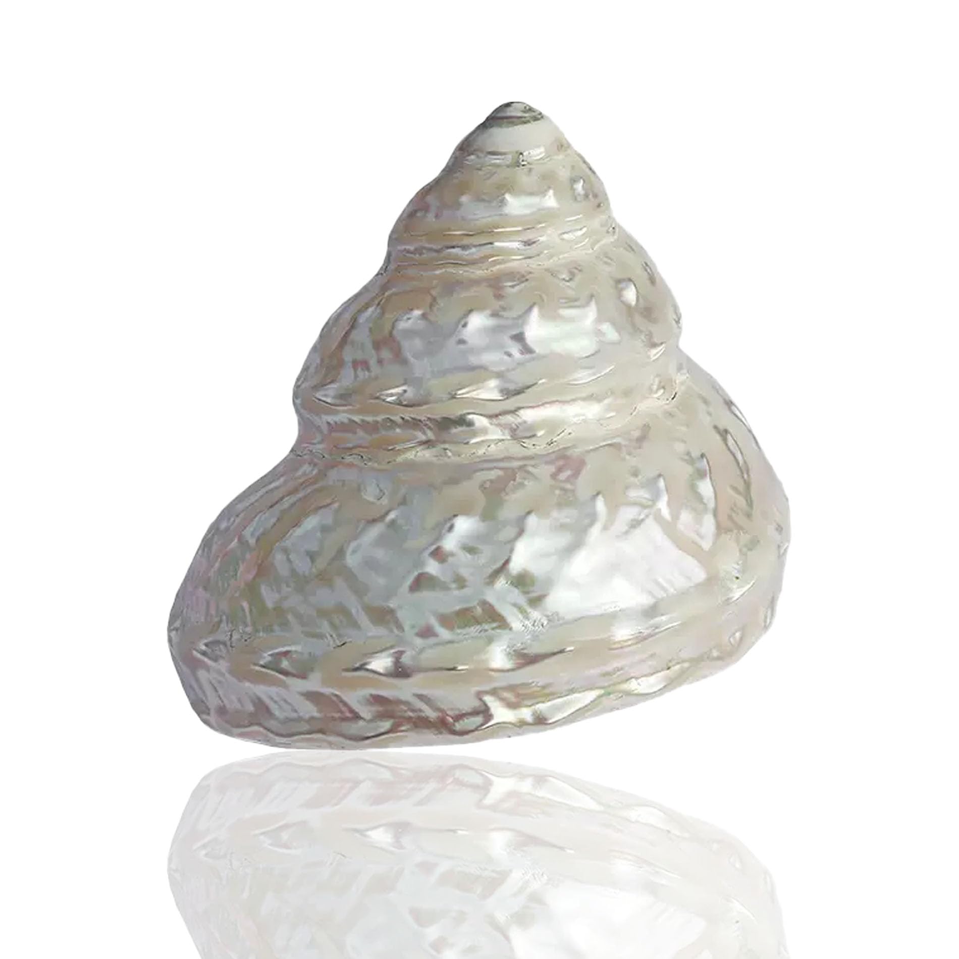 YKMYXZ shells， Shells,Pearl Cone Snail 9-11Cm Optional for Wedding Beach Theme Party Decor(7~8cm)
