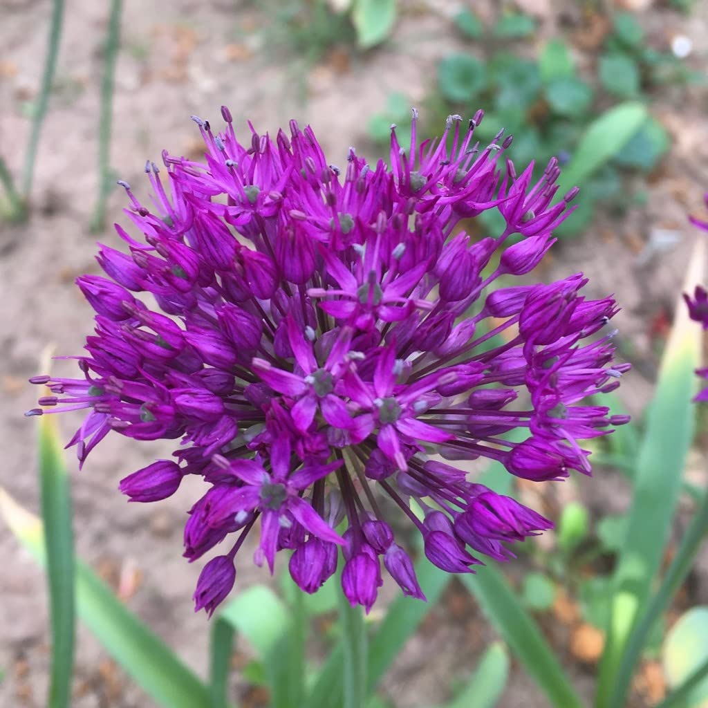 Blumenzwiebeln Alliumzwiebeln Allium aflatunense Purple Sensation (Iranlauch) (100 Zwiebeln)