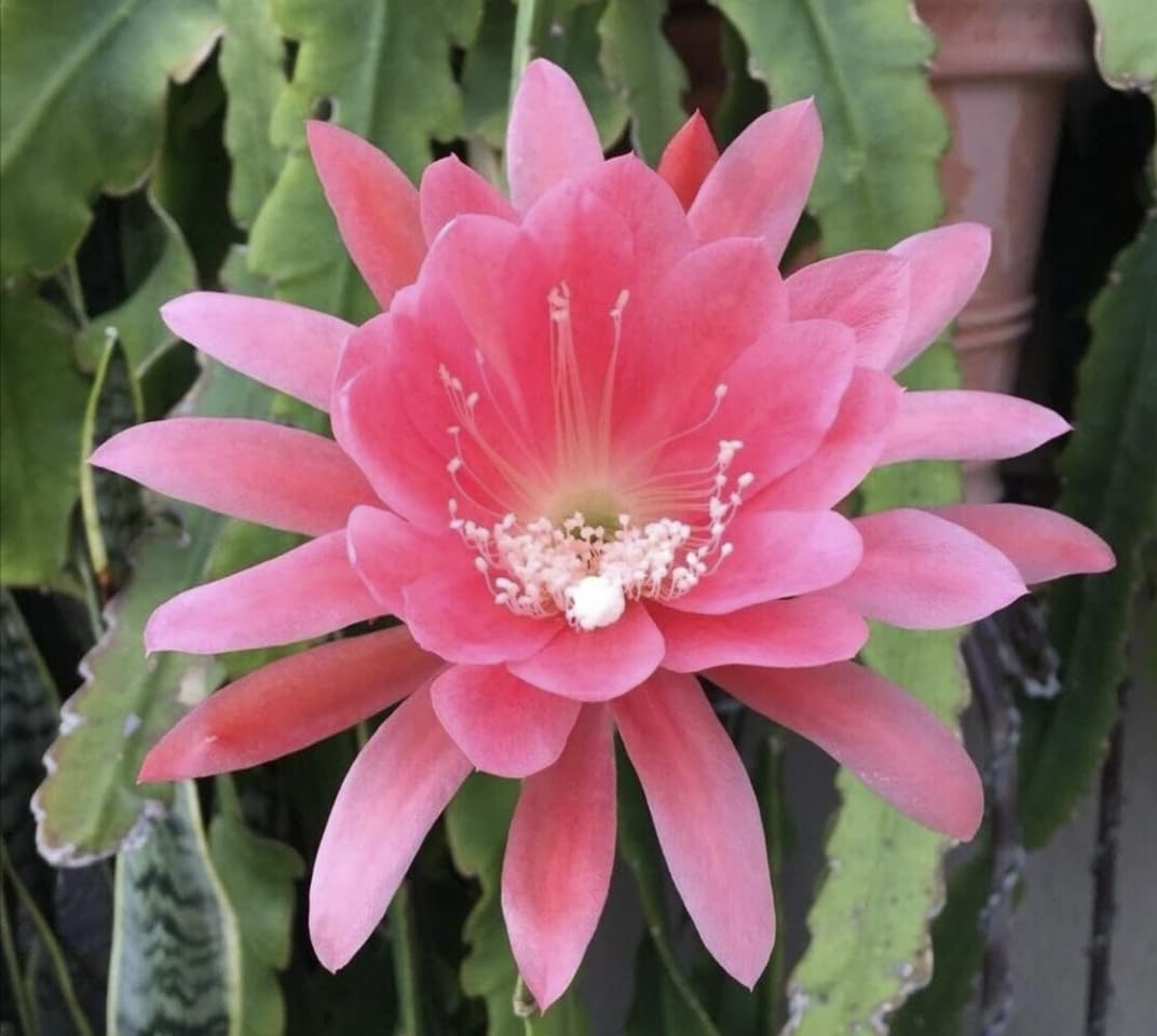 See full amazon price history chart for Nandini Garden Pink Brahma Kamal Saussurea Obvallata Night Queen Lady of The Night King of Himalayan Flowers Sacred Saussurea Night blooming Cereus Healthy Plant Nandini Garden Pink Brahma Kamal Saussurea Obvallata Night Queen Lady of The Night King of Himalayan Flowers Sacred Saussurea Night blooming Cereus Healthy Plant (B0C89V1LJ7) Amazon Price History, Amazon Price Tracker