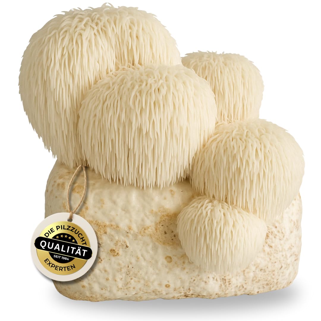 Hawlik Pilzbrut - Pilzzuchtset für Lion's Mane/Hericium erinaceus - BIO Pilzkultur für den einfachen Anbau Zuhause - Igelstachelbart Pilze züchten Set