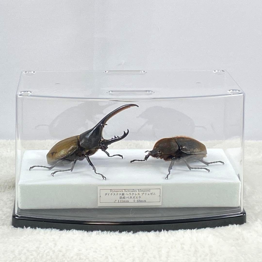 ペアヘラクレスオオカブト(ブリュゼニ)のオブジェ(標本) <0429z ペアヘラクレスオオカブト(ブリュゼニ)のオブジェ(標本) <0429z