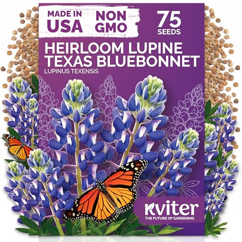 KVITER 75 Texas Bluebonnet Seeds (Lupinus Texensis) - Texas Lupine Pollinator Friendly Wildflower Non GMO Heirloom Seed - Annual Flower Seeds in Seed Packets for Outdoor Garden Beds and Borders