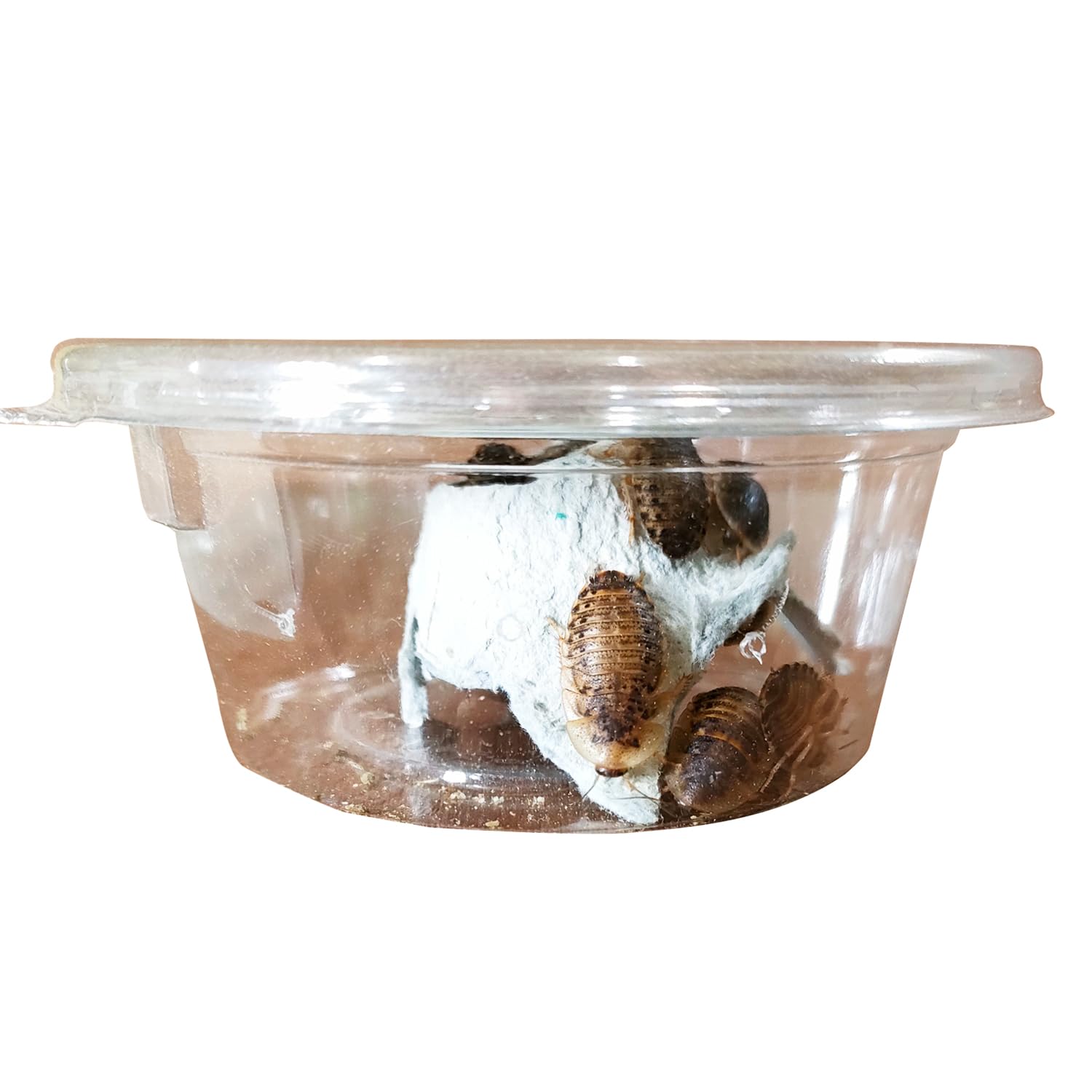 デュビア、爬虫類餌1000匹以上