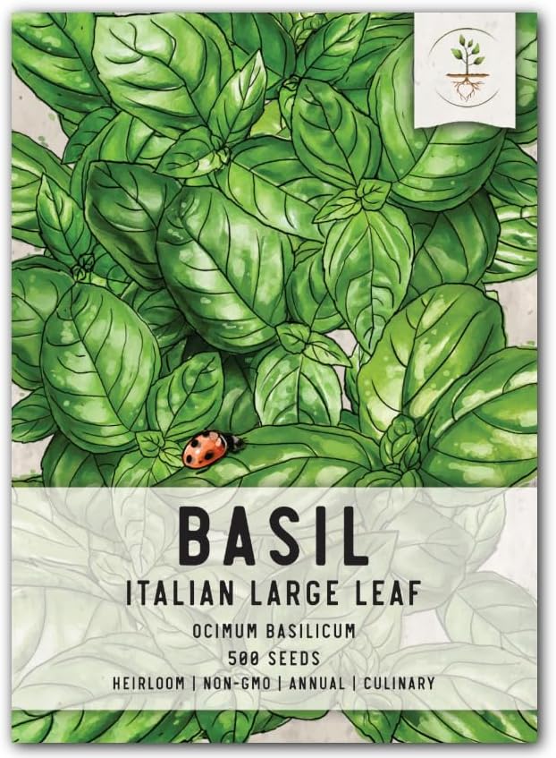 Seed Needs, Italian Large Leaf Basil Herb Seeds for Planting (Ocimum basilicum) Heirloom, Non-GMO & Untreated (1 Pack)