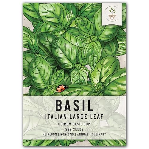 Seed Needs, Italian Large Leaf Basil Herb Seeds For Planting (Ocimum Basilicum) Heirloom, Non-Gmo & Untreated (1 Pack) #TOP26