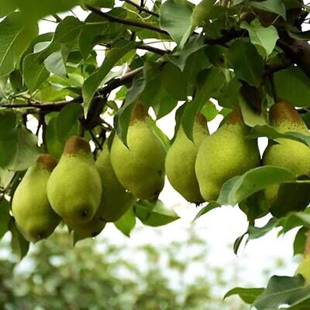 30/60Pcs Pear Tree Seeds Sweet Delicious Fruit Garden Yard Farm Bonsai Plant - 60pcs Pear Tree Seeds - Flower Seeds Vegetable Seeds Fruit Seeds Garden Plant Seeds