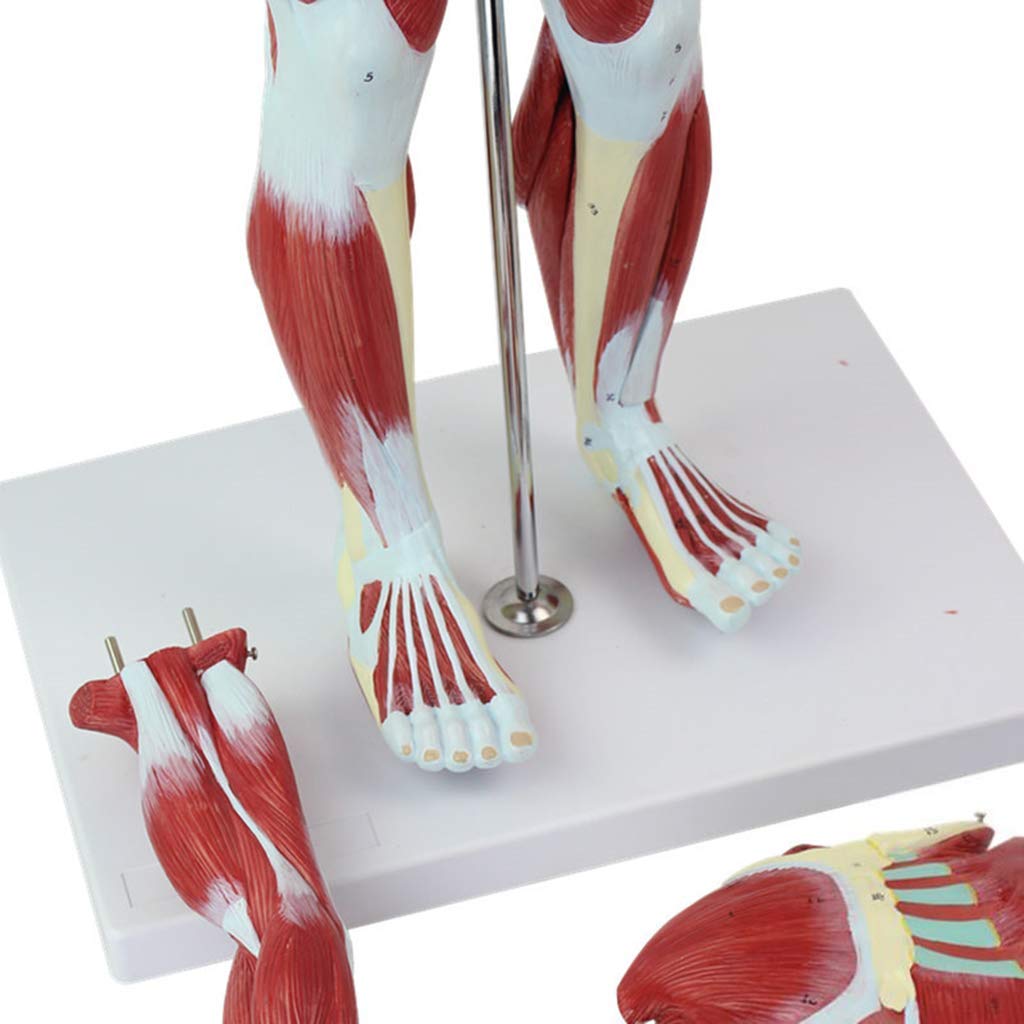 Modèle D'Anatomie Humaine De 78 Cm - Anatomie des Muscles Et du Squelette Humains - Matériel Pédagogique pour L'École Et L'Éducation
